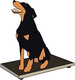 dog on a weighing scale