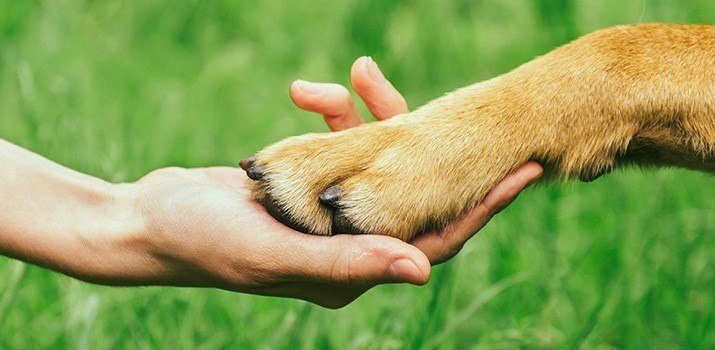 Checking the paw of a dog to see if he is biting his nails