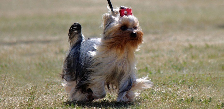 Full Grown Adult Yorkshire Terrier 