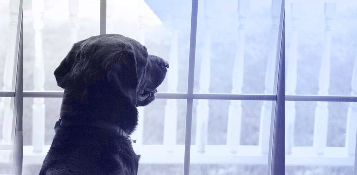 Signs of a dying dog staring out of window