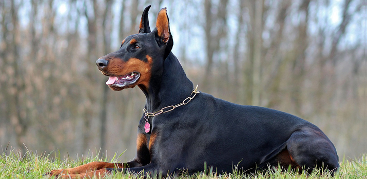 healthy and well fed looking Doberman pinchers 