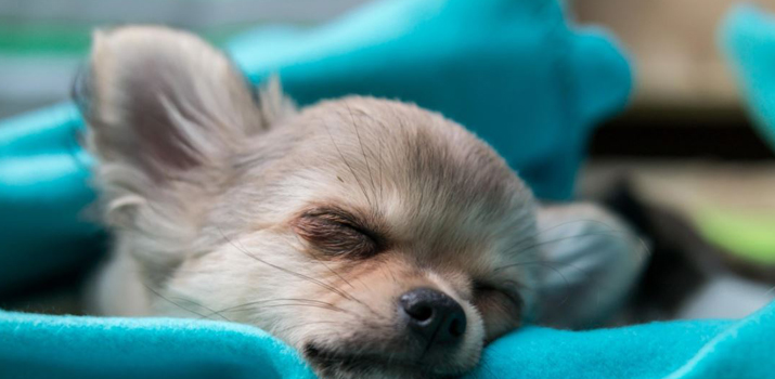 puppy breathing fast and difficult in bed