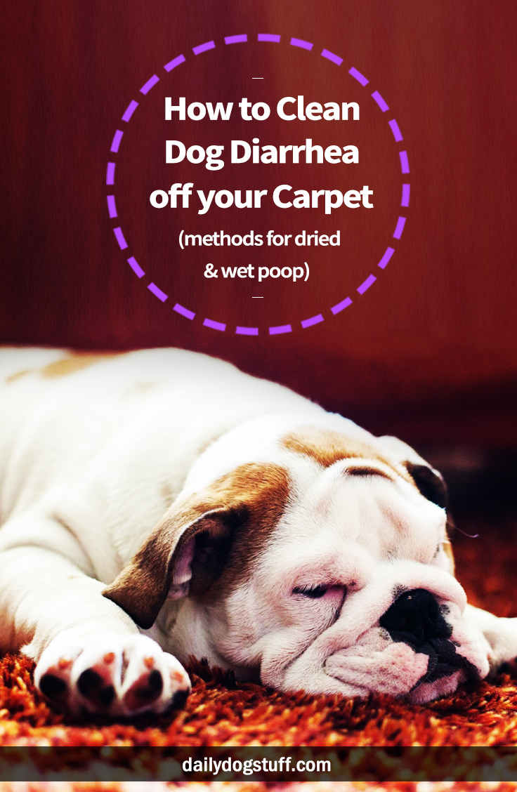 How To Clean Dog Diarrhea Off Your Carpet Methods For Dried And Wet Poop