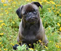 Pug dog