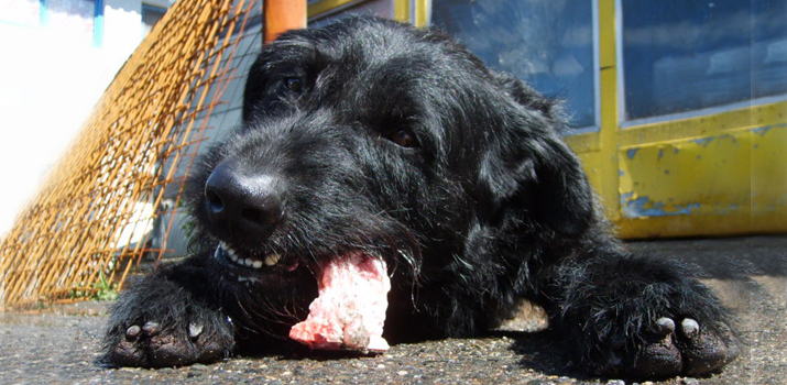 dog eating a price friendly piece of raw meat