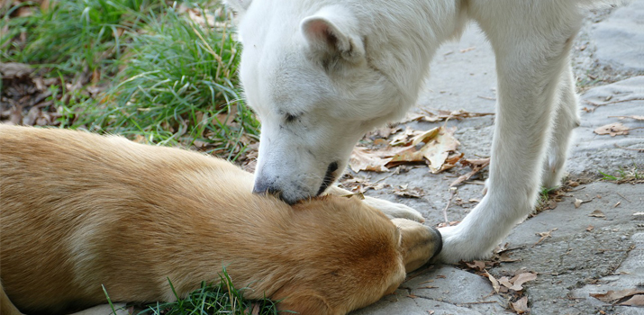 Dog licking another dogs ear
