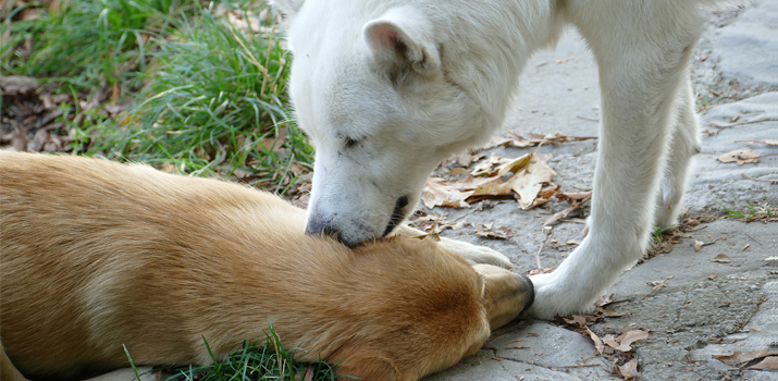 Why does a dog lick human ears