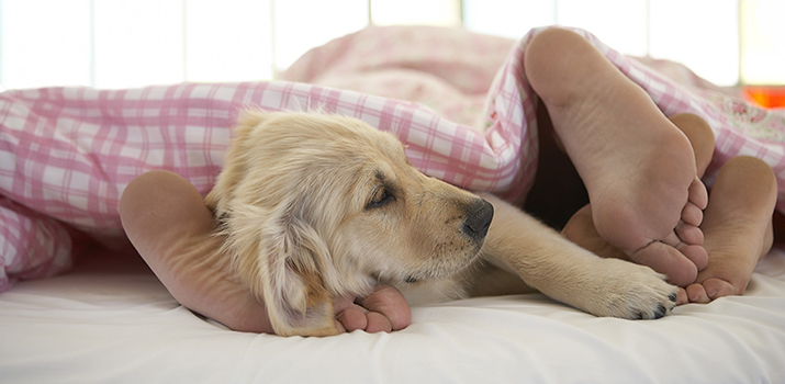 dog laying on girls feet in bed