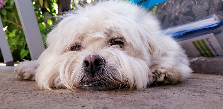 dog sleeping with his eyes open