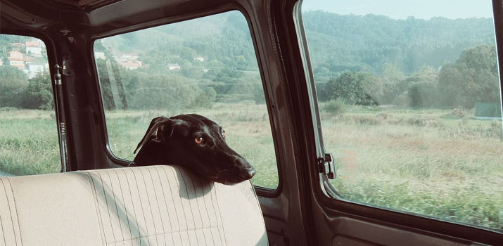 Dog  sitting on the back seat of a car resting his head on the head rest of the seat