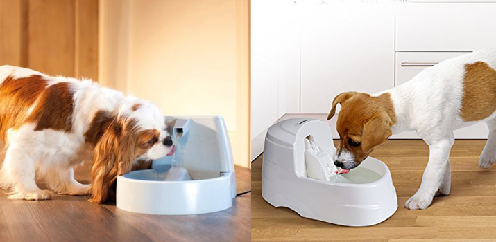 dogs drinking from water dispensers dogs drinking from water dispensers
