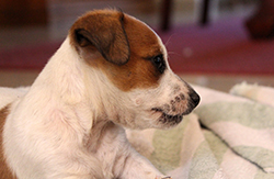 pup sniffing a scent