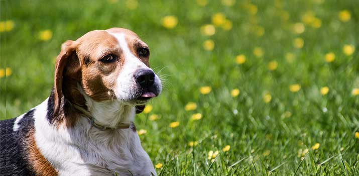 Beagle laying in the grass