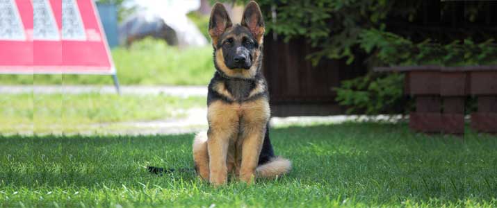 German-Shepherd-sitting-outside after a good meal