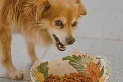 dog not eating because of dental isses