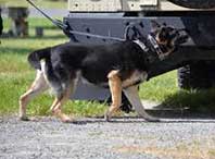 dog-walking-on-a-hard-surface dog walking on a hard surface