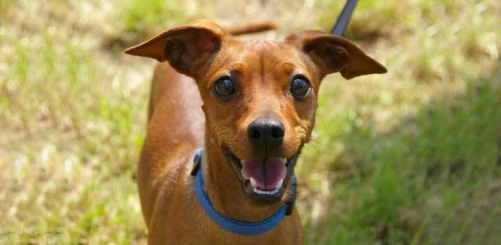 dog with possible kidney disease playing outside