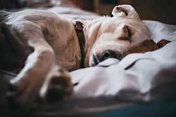 female dog in heat resting