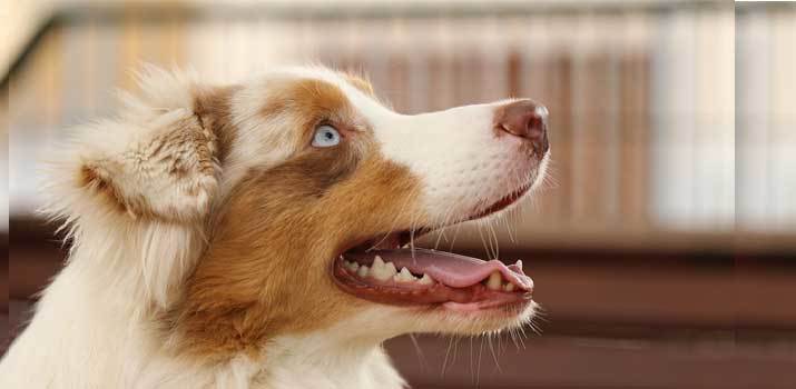 pup looking up for more food after finishing his meal to fast