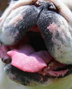 dog-with-fishy-breath-in-open-mouth dog with fishy breath in open mouth