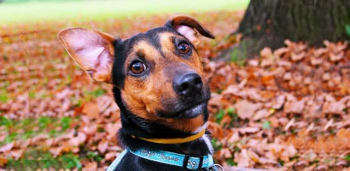 Pup in the woods wearing a luxury dog collar