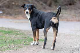 Appenzeller Sennenhund