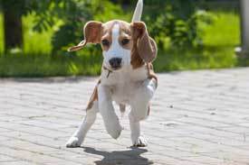 Beagle Beagle