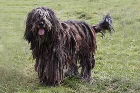 Bergamasco-Shepherd Bergamasco Shepherd