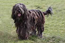 Bergamasco Shepherd