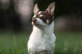 Chihuahua Chihuahua