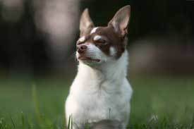 Chihuahua