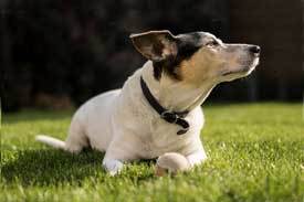 Jack-Russel-Terrier Jack Russel Terrier