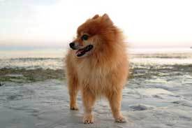 Pomeranian Pomeranian