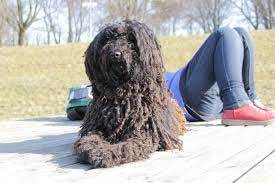 Puli-dog Puli dog