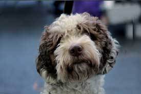 Spanish-Waterdog Spanish Waterdog