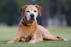Thai-Ridgeback Thai Ridgeback