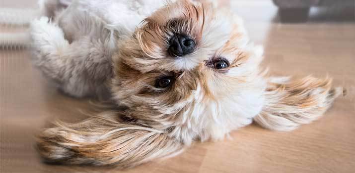 pup with matted hair