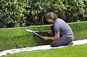 ytimming the hedge to reduce the possible flea population in the garden