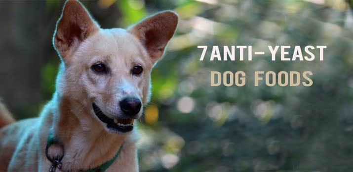 Anti Yeast dog foods