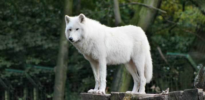 Wolf-with-strong-simularity-to-dogs Wolf with strong simularity to dogs
