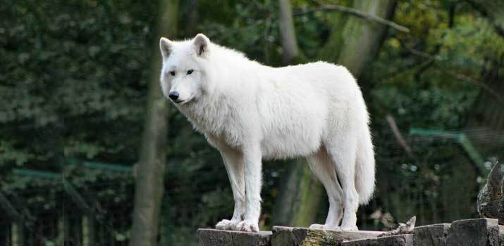 wolf like dog breeds