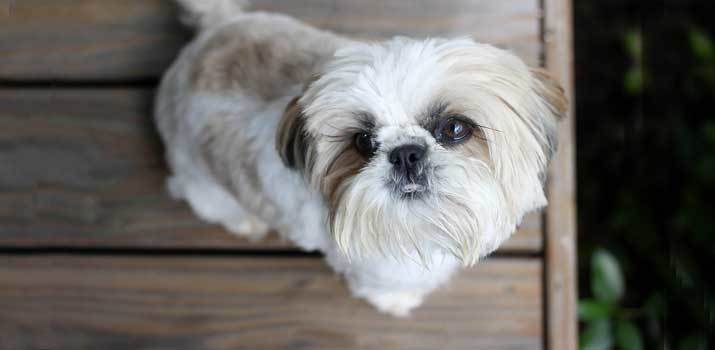 best dog treats for shih tzu