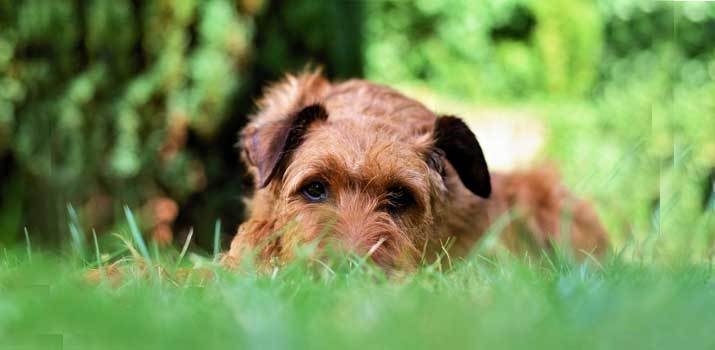 dog eating grass frantically