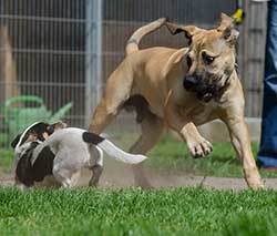small dog and bigger dog fighting and barking at eachothe