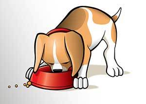 dog on a bland diet eating