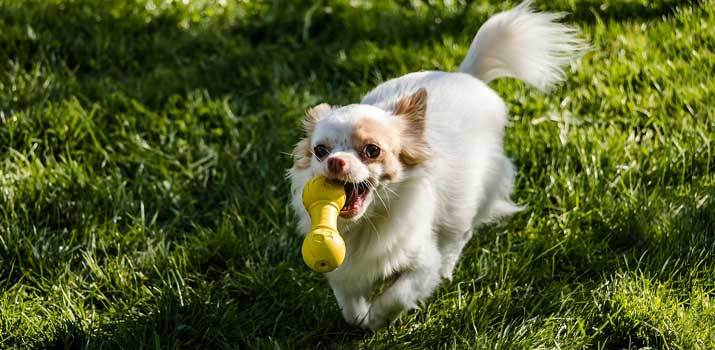 dog-playing-with-a-squeaky-toy dog playing with a squeaky toy