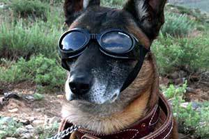 German Shepherd dog wearing goggles