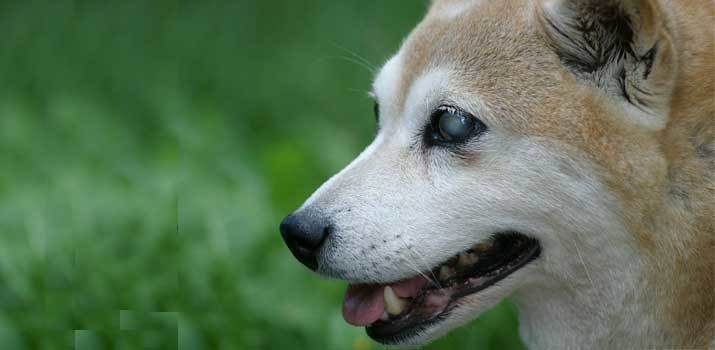 blind dog playing outside