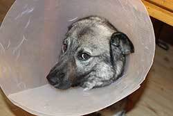dog-in-bedroom-wearing-a-cone dog in bedroom wearing a cone