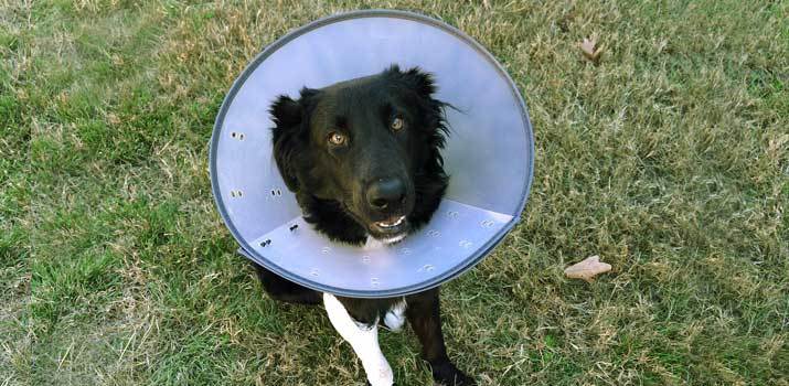 dog cone not long enough